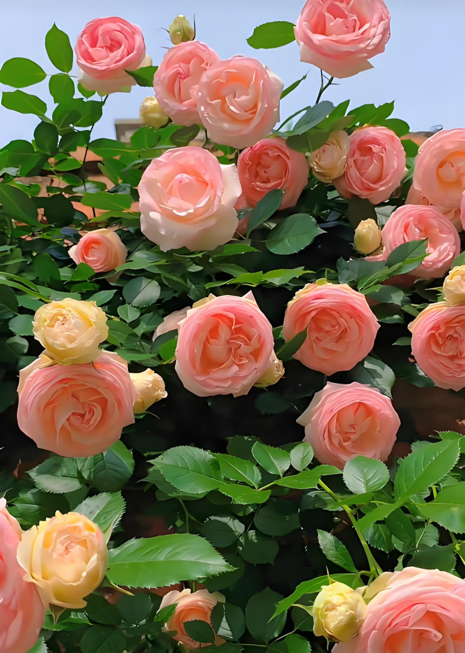 科幻剧